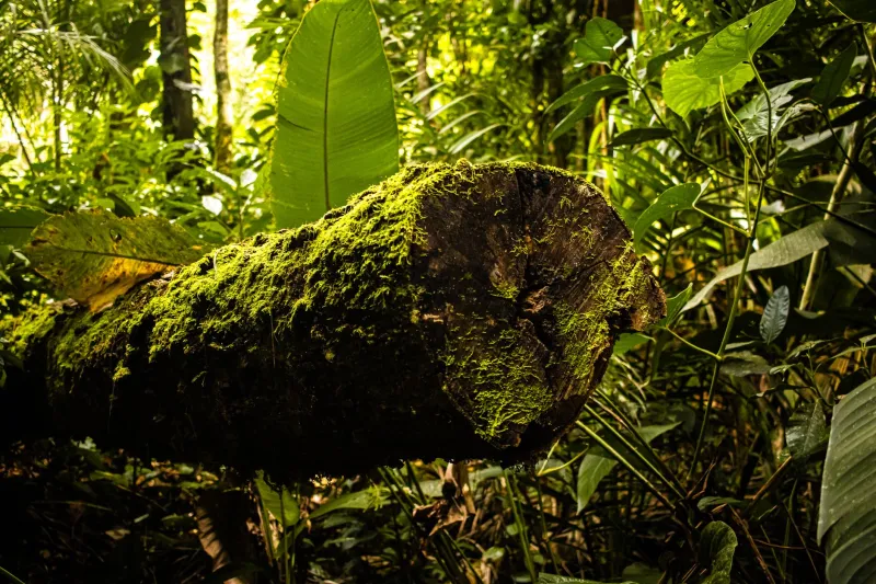 The Forest Is Speaking: How Machine Learning Is Decoding Ecosystem Distress Through Sound