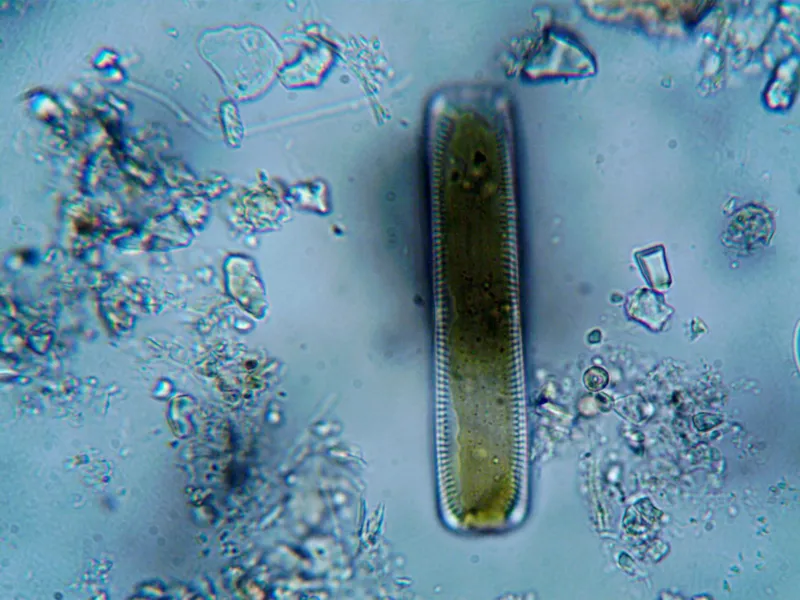 Light into Carbon: 7 American Research Ventures Engineering Photosynthesis Beyond Nature's Limits